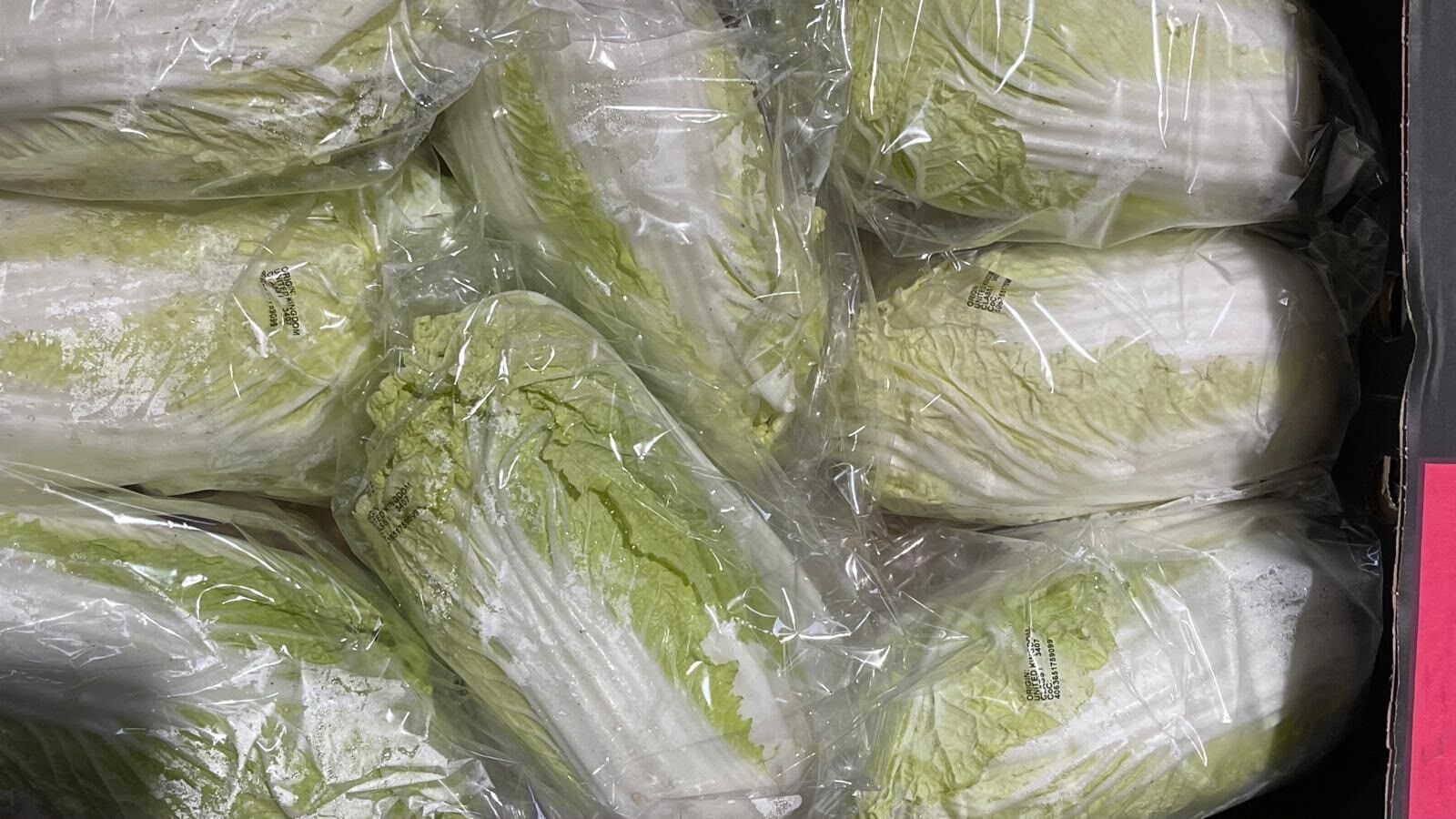 Fresh Chinese leaf (napa cabbage) for making kimchi